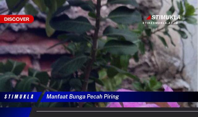 Ketahui 9 Manfaat Bunga Pecah Piring untuk Kesehatan dan Kecantikan