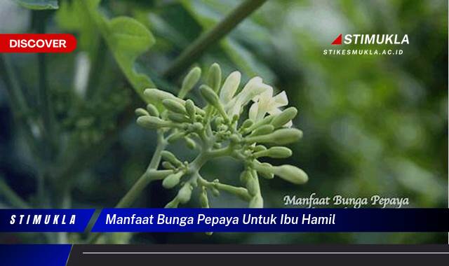 Temukan 9 Manfaat Bunga Pepaya untuk Ibu Hamil yang Menyehatkan Kandungan