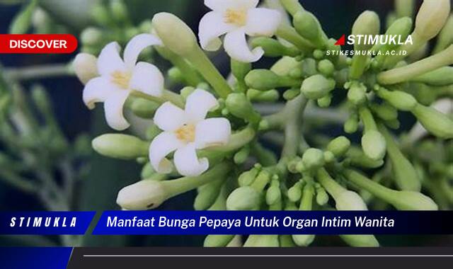 Ketahui 9 Manfaat Bunga Pepaya untuk Kesehatan Organ Intim Wanita dan Cara Penggunaannya