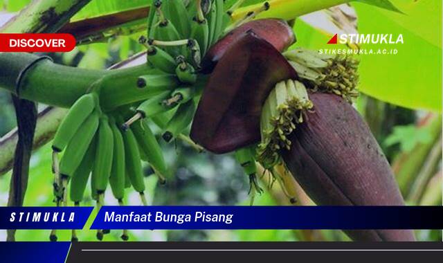 8 Manfaat Bunga Pisang untuk Kesehatan dan Kecantikan yang Terungkap