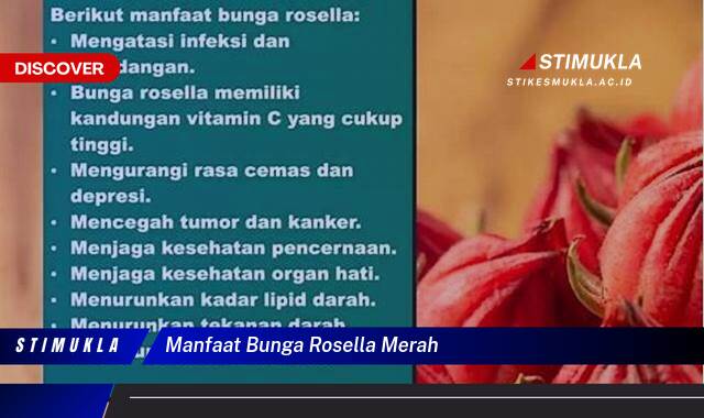 Ketahui 9 Manfaat Bunga Rosella Merah untuk Kesehatan Anda Ketahui 9 Manfaat Bunga Rosella Merah untuk Kesehatan Anda