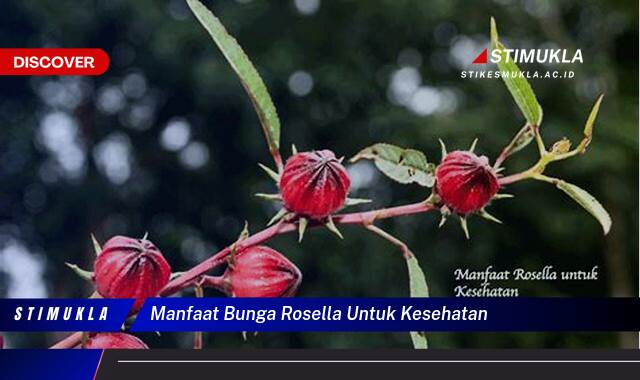 Temukan 8 Manfaat Bunga Rosella untuk Kesehatan, Dari Jantung Hingga Imunitas