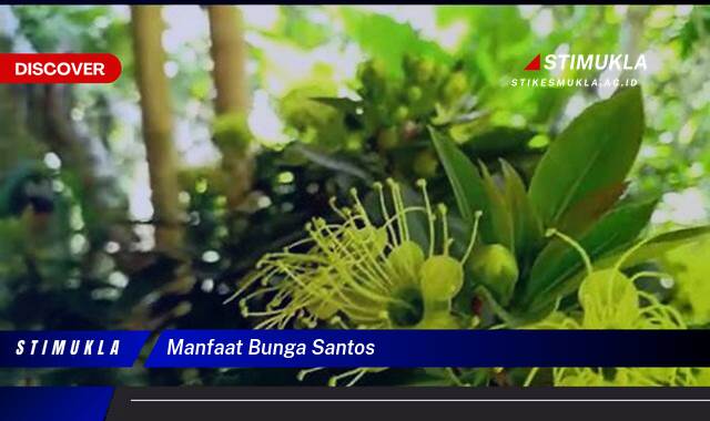 8 Manfaat Bunga Santos Untuk Kesehatan Alami