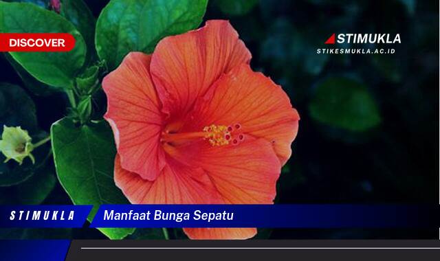 Ketahui 10 Manfaat Bunga Sepatu untuk Kesehatan dan Kecantikan Kulit Ketahui 10 Manfaat Bunga Sepatu untuk Kesehatan dan Kecantikan Kulit