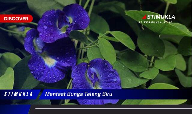 Ketahui 10 Manfaat Bunga Telang Biru untuk Kesehatan Tubuh Anda Ketahui 10 Manfaat Bunga Telang Biru untuk Kesehatan Tubuh Anda