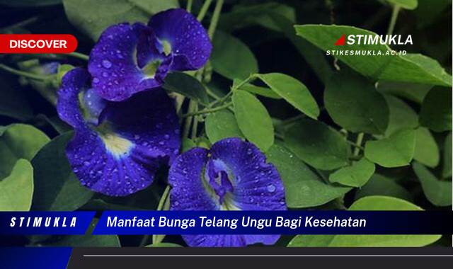 Ketahui 9 Manfaat Bunga Telang Ungu bagi Kesehatan, Meningkatkan Imunitas dan Menjaga Kesehatan Mata Ketahui 9 Manfaat Bunga Telang Ungu bagi Kesehatan, Meningkatkan Imunitas dan Menjaga Kesehatan Mata