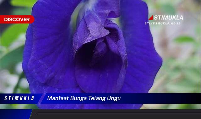 Ketahui 8 Manfaat Bunga Telang Ungu untuk Kesehatan dan Kecantikan Anda