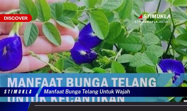 Ketahui 8 Manfaat Bunga Telang untuk Wajah, Kulit Cerah, Awet Muda, dan Sehat Alami