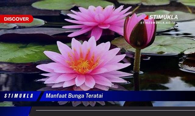 Ketahui 10 Manfaat Bunga Teratai untuk Kesehatan, Kecantikan, dan Spiritualitas Ketahui 10 Manfaat Bunga Teratai untuk Kesehatan, Kecantikan, dan Spiritualitas