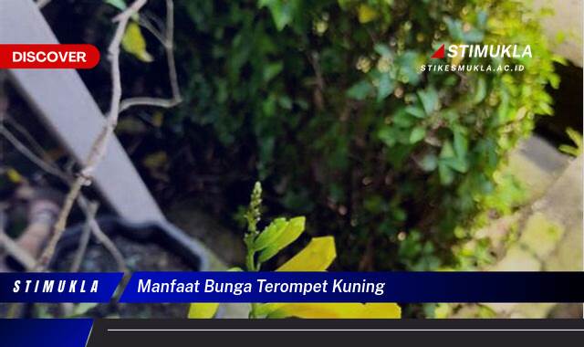 Ketahui 8 Manfaat Bunga Terompet Kuning untuk Kesehatan dan Kecantikan