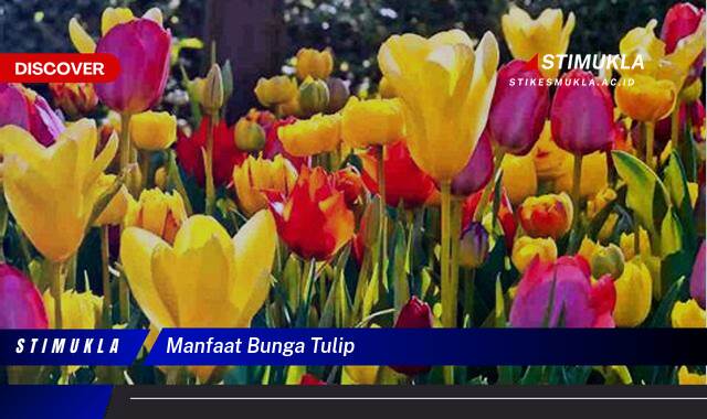 Ketahui 9 Manfaat Bunga Tulip untuk Kesehatan dan Kecantikan Anda Ketahui 9 Manfaat Bunga Tulip untuk Kesehatan dan Kecantikan Anda