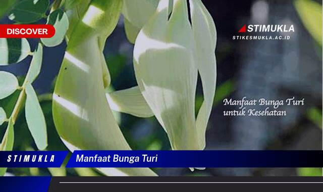 Ketahui 9 Manfaat Bunga Turi untuk Kesehatan, Kecantikan, dan Masakan Ketahui 9 Manfaat Bunga Turi untuk Kesehatan, Kecantikan, dan Masakan