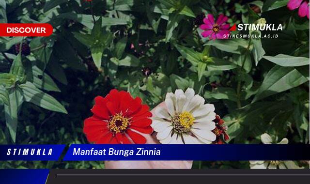 10 Manfaat Manfaat Bunga Zinnia Untuk Kesehatan Kulit