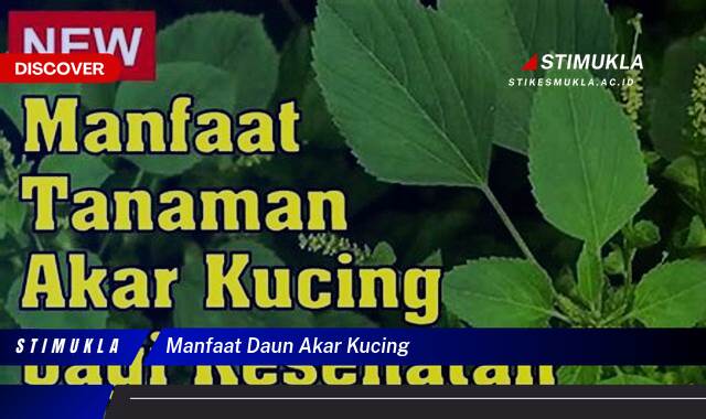 9 Manfaat Daun Akar Kucing untuk Kesehatan Ginjal