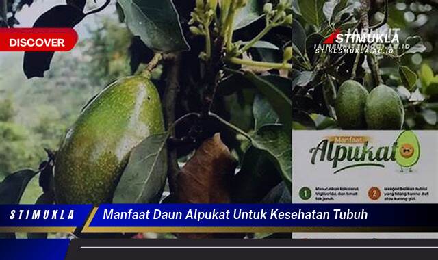 Temukan 10 Manfaat Daun Alpukat untuk Kesehatan Tubuh yang Mengejutkan