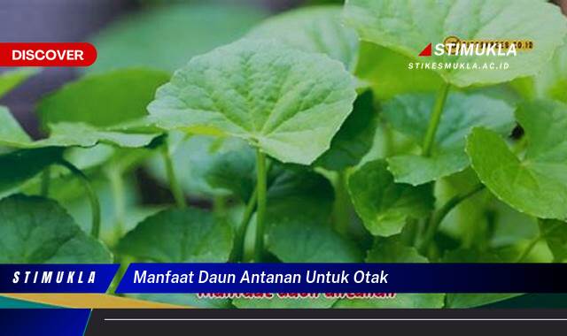 Inilah 9 Manfaat Daun Antanan Untuk Otak Tingkatkan Daya Ingat dan Fokus