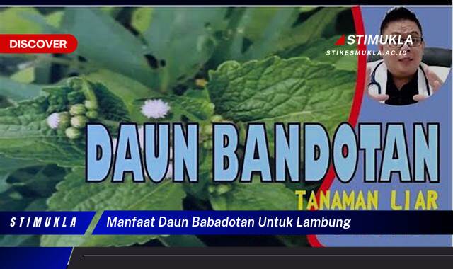 8 Manfaat manfaat daun babadotan untuk lambung Redakan Sakit Ampuh