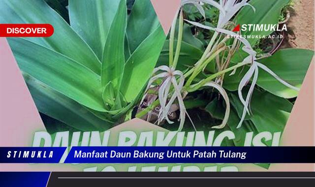 Temukan 9 Manfaat Daun Bakung untuk Patah Tulang, Cepat, Alami, Ampuh