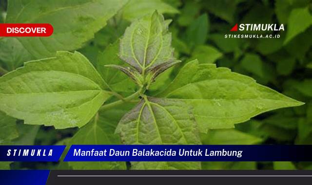 Temukan 9 Manfaat Daun Balakacida untuk Lambung Redakan Maag dan Asam Lambung