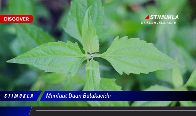 Ketahui 9 Manfaat Daun Balakacida untuk Kesehatan Anda Ketahui 9 Manfaat Daun Balakacida untuk Kesehatan Anda