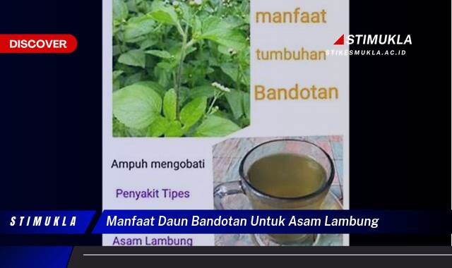 Temukan 9 Manfaat Daun Bandotan untuk Asam Lambung, Redakan Maag Secara Alami