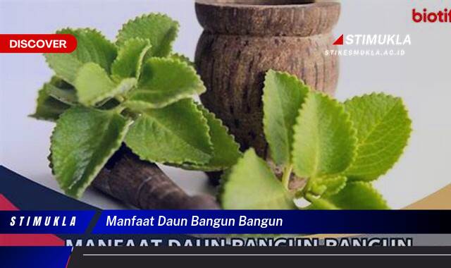 Temukan 8 Manfaat Daun Bangun Bangun untuk Kesehatan dan Kecantikan