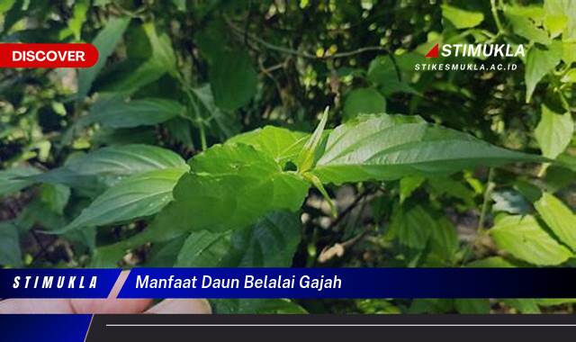 Ketahui 10 Manfaat Daun Belalai Gajah untuk Kesehatan Anda