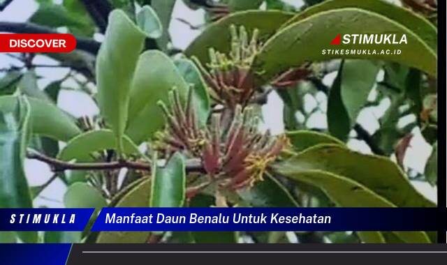 9 Manfaat manfaat daun benalu untuk kesehatan Terungkap Fakta Menarik!