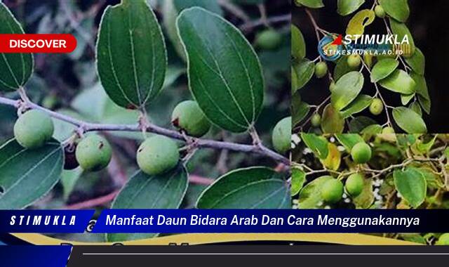 9 Manfaat manfaat daun bidara arab dan cara menggunakannya untuk kesehatan alami