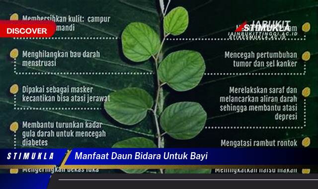 Ketahui 10 Manfaat Daun Bidara untuk Bayi, Mengatasi Ruam, Biang Keringat, dan Masalah Kulit Lainnya