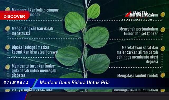 9 Manfaat manfaat daun bidara untuk pria temukan khasiat istimewa