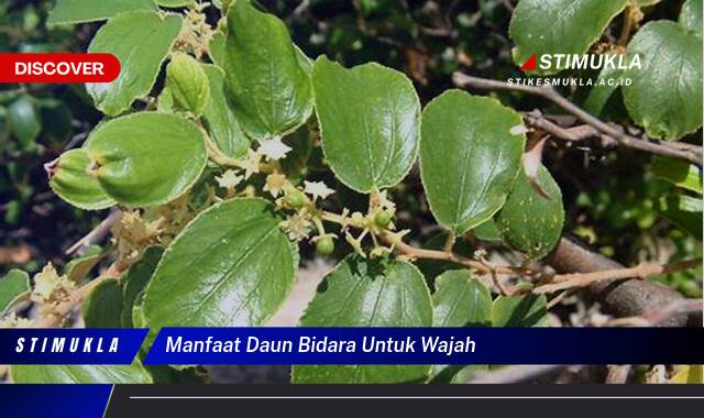 Atasi Masalah Kulit Wajah dengan Manfaat Daun Bidara, Tips dan Cara Penggunaan