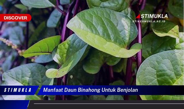 Ketahui 8 Manfaat Daun Binahong untuk Benjolan, Ampuh dan Alami Ketahui 8 Manfaat Daun Binahong untuk Benjolan, Ampuh dan Alami