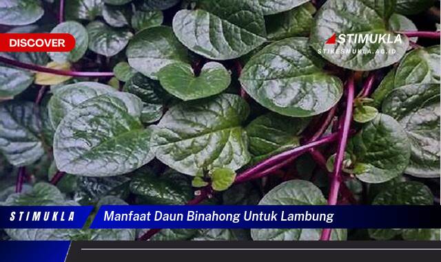 8 Manfaat Daun Binahong Untuk Lambung Redakan Maag dan Asam Lambung