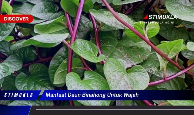 Ketahui 10 Manfaat Daun Binahong untuk Wajah, Atasi Jerawat dan Cerahkan Kulit Secara Alami Ketahui 10 Manfaat Daun Binahong untuk Wajah, Atasi Jerawat dan Cerahkan Kulit Secara Alami
