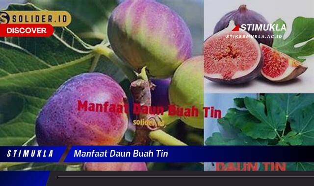 9 Manfaat Daun Buah Tin untuk kesehatan optimal tubuh