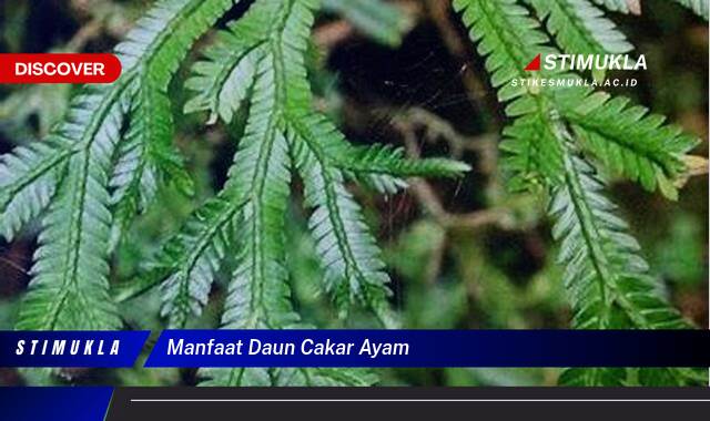 Ketahui 10 Manfaat Daun Cakar Ayam untuk Kesehatan Anda