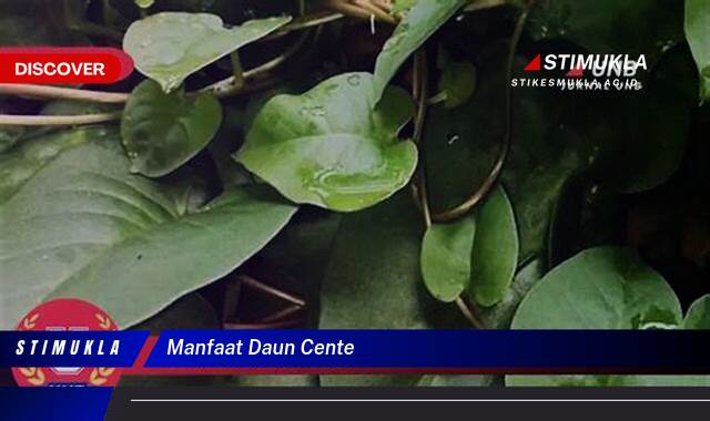 8 Manfaat manfaat daun cente untuk kesehatan prima