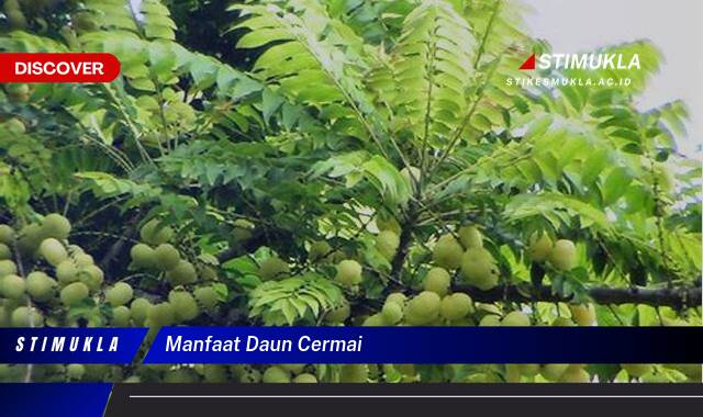 Temukan 8 Manfaat Daun Cermai untuk Kesehatan dan Kecantikan