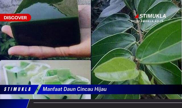 Temukan 9 Manfaat Daun Cincau Hijau untuk Kesehatan Anda