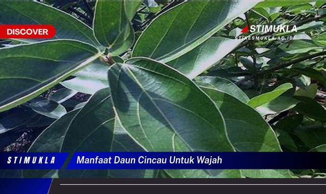 Temukan 9 Manfaat Daun Cincau untuk Wajah Cerah, Sehat, dan Bebas Jerawat