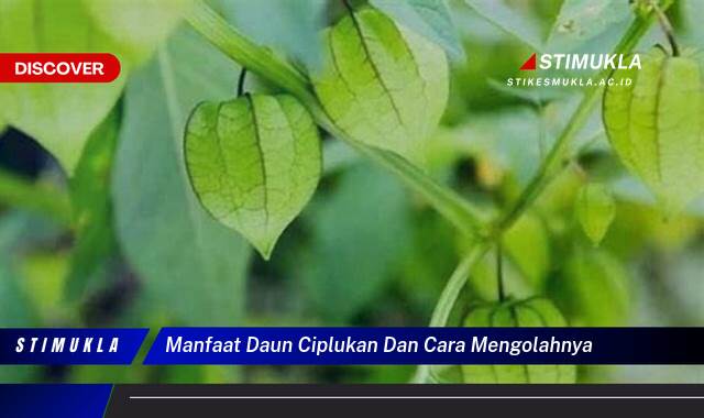 Ketahui 10 Manfaat Daun Ciplukan dan Cara Mengolahnya untuk Kesehatan Anda Ketahui 10 Manfaat Daun Ciplukan dan Cara Mengolahnya untuk Kesehatan Anda