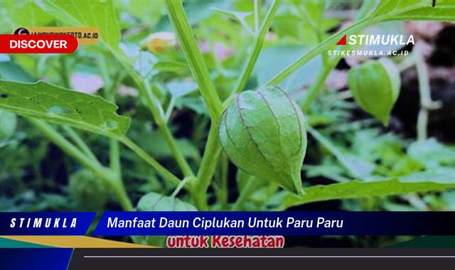 Temukan 10 Manfaat Daun Ciplukan untuk Paru,Paru, Redakan Batuk dan Atasi Infeksi