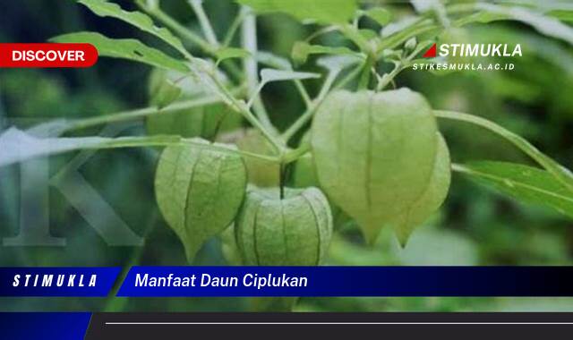 Ketahui 9 Manfaat Daun Ciplukan untuk Kesehatan Anda Secara Alami Ketahui 9 Manfaat Daun Ciplukan untuk Kesehatan Anda Secara Alami