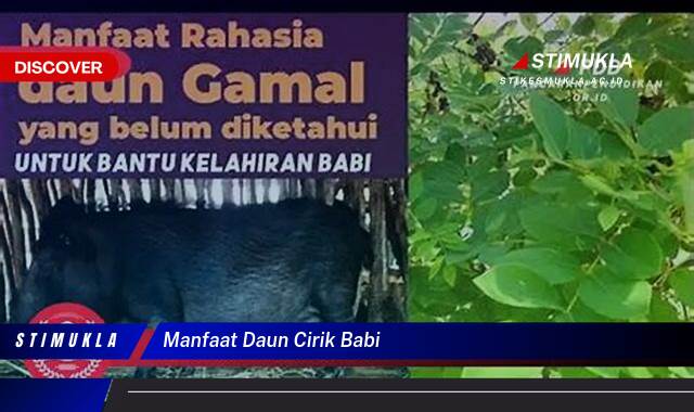 Temukan 8 Manfaat Daun Cirik Babi untuk Kesehatan dan Kecantikan