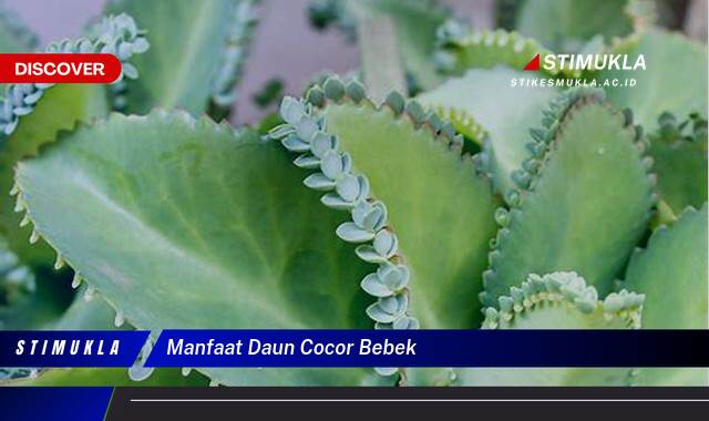 Ketahui 9 Manfaat Daun Cocor Bebek untuk Kesehatan dan Kecantikan Kulit