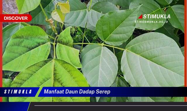 Ketahui 8 Manfaat Daun Dadap Serep untuk Kesehatan Anda