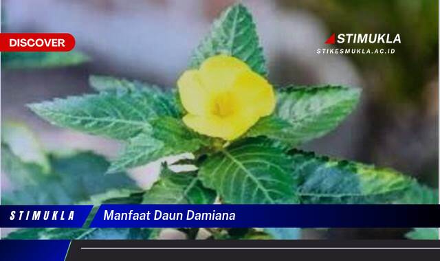 Inilah 8 Manfaat Daun Damiana untuk Kesehatan Tubuh Anda