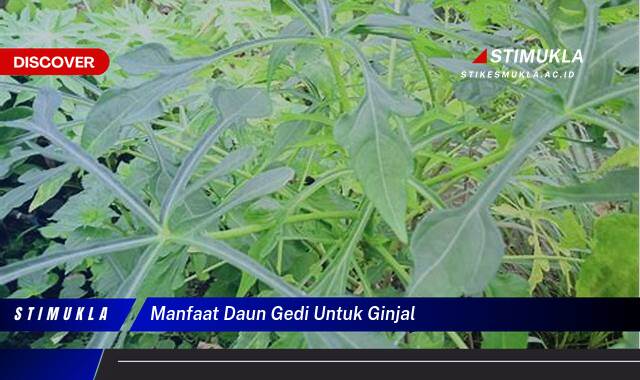 Ketahui 9 Manfaat Daun Gedi untuk Kesehatan Ginjal Anda