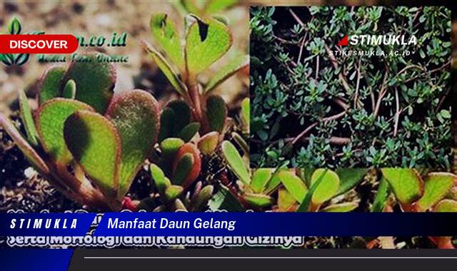 Inilah 8 Manfaat Daun Gelang untuk Kesehatan yang Menakjubkan